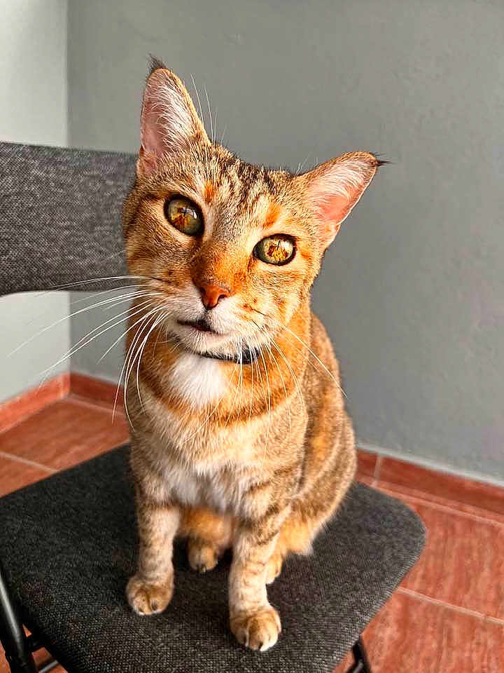 Pénélope a rejoint le concours — aidez-le/la à gagner de superbes lots ! cat, tabby_cat, pet, feline, animal, indoor, chair, gray_chair, curious, sitting, close_up, whiskers, orange_fur, brown_fur, tilted_head, floor, wall, domestic_cat, portrait, looking