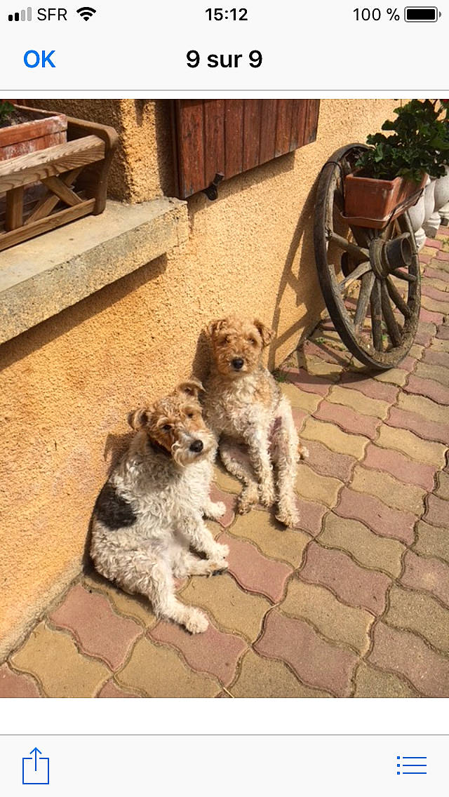 Oxy Et Nala participe au concours pour gagner de l'argent avec cette photo : automotive_tire, bicycle_tire, carnivore, companion_dog, dog, dog_breed, fawn, felidae, floor, flooring, road_surface, sidewalk, snapshot, snout, soil, tail, terrier, tire, wheel, wood