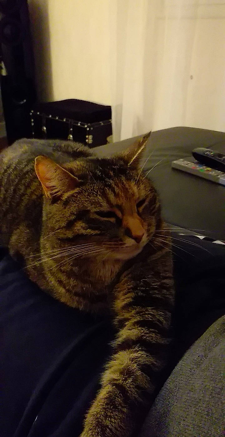 Mazeraty a rejoint le concours — aidez-le/la à gagner de superbes lots ! carnivore, cat, claw, comfort, domestic_short_haired_cat, felidae, fur, grey, paw, room, sitting, small_to_medium_sized_cats, snout, tail, terrestrial_animal, whiskers