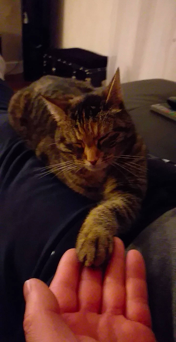 Mazeraty participe au concours pour gagner de l'argent avec cette photo : carnivore, cat, claw, comfort, couch, domestic_short_haired_cat, ear, eye, felidae, finger, fur, gesture, hand, head, lap, nail, paw, small_to_medium_sized_cats, thumb, whiskers