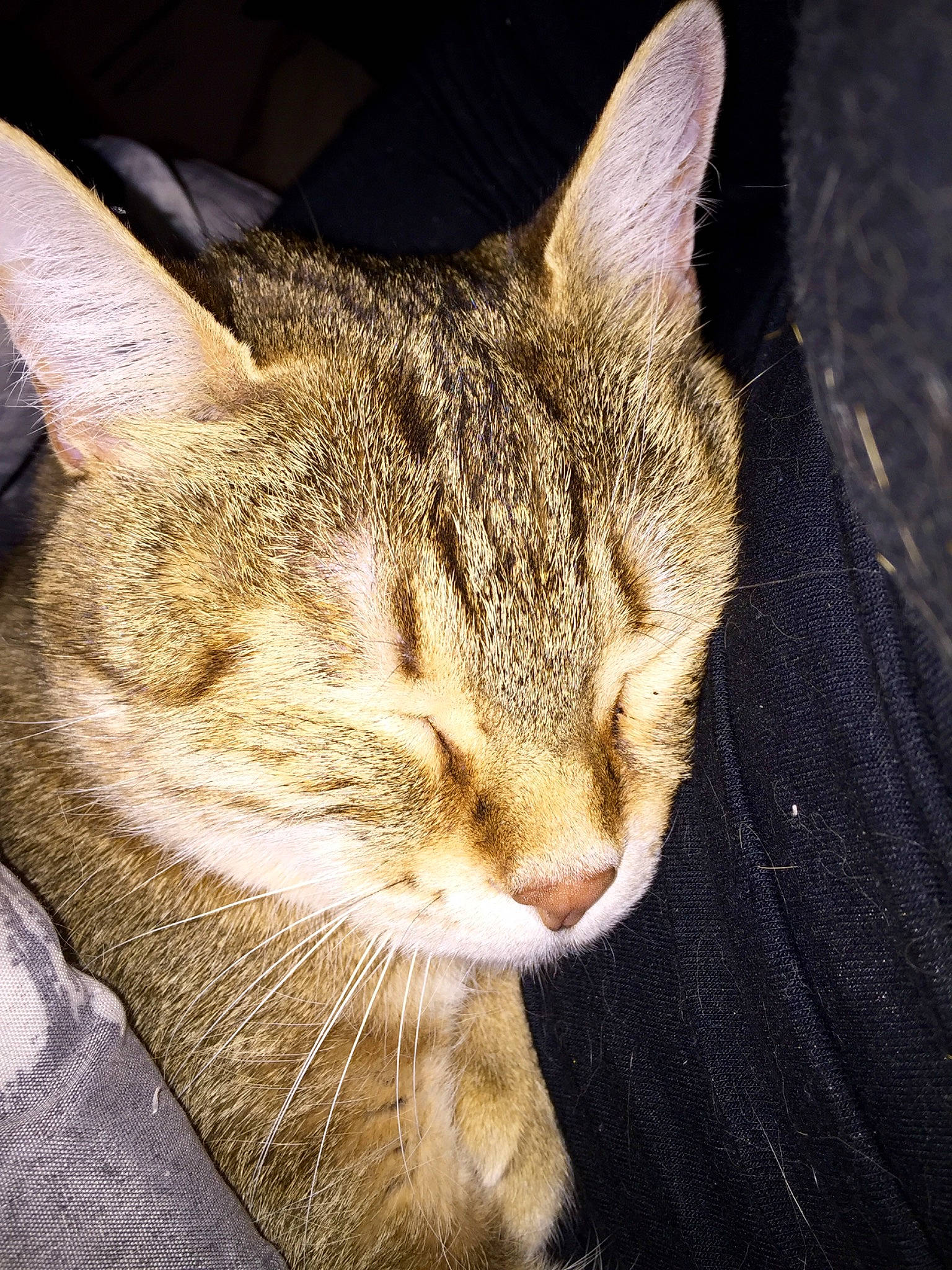 Gandja participe au concours pour gagner de l'argent avec cette photo : carnivore, cat, comfort, domestic_short_haired_cat, ear, eye, felidae, fur, paw, small_to_medium_sized_cats, snout, terrestrial_animal, tree, whiskers, window