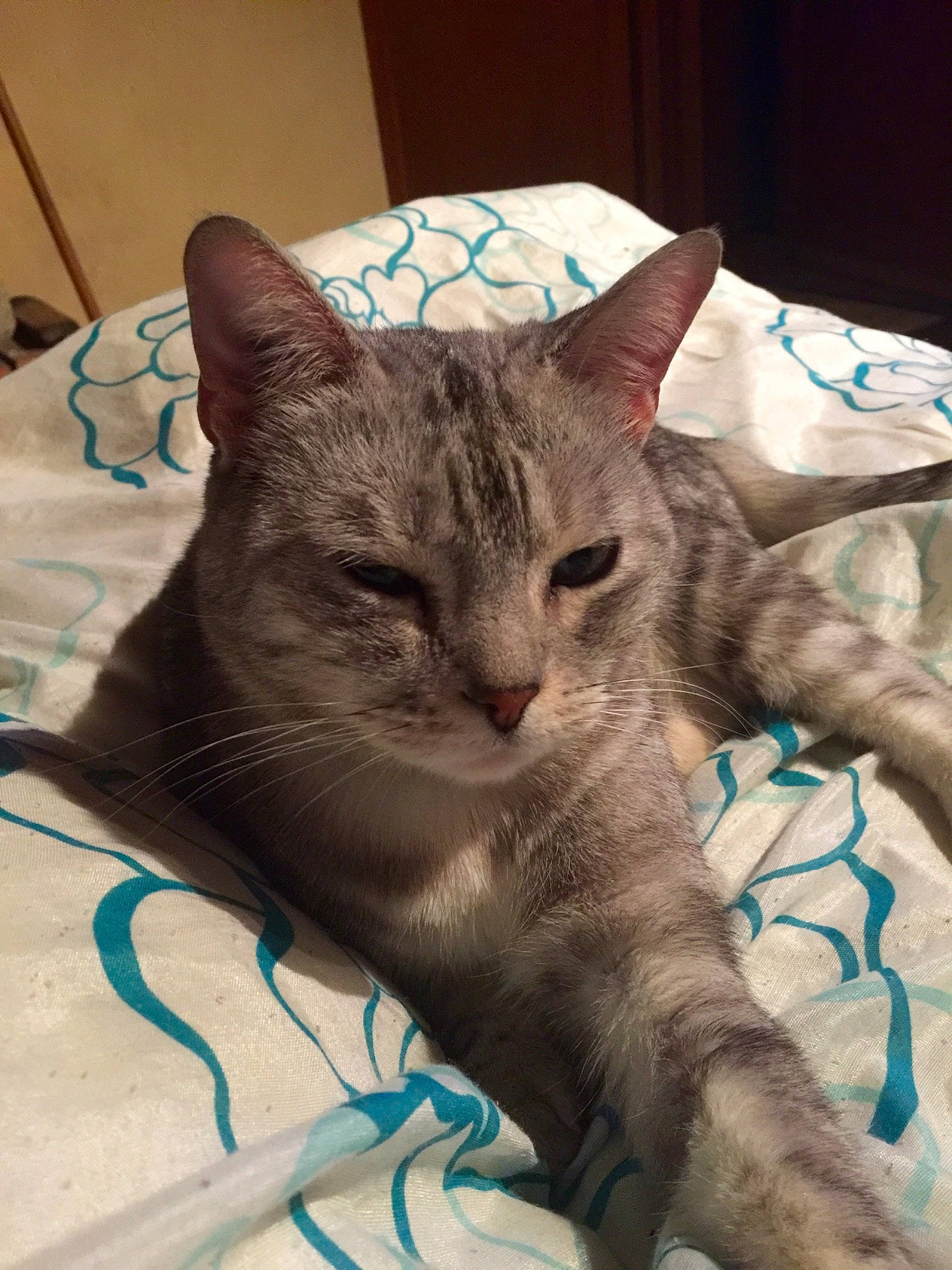 Gandja a rejoint le concours — aidez-le/la à gagner de superbes lots ! art, carnivore, cat, claw, comfort, domestic_short_haired_cat, felidae, fur, linens, mammal, nap, paw, plant, sleep, small_to_medium_sized_cats, snout, tail, terrestrial_animal, whiskers