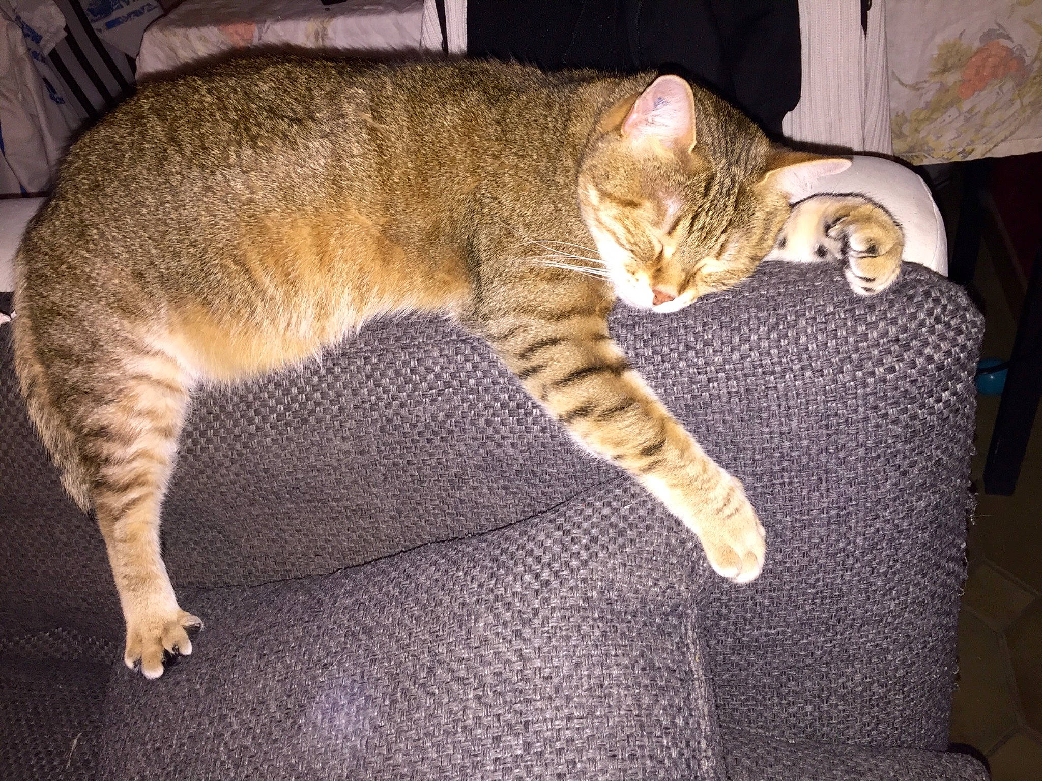 Gandja participe au concours pour gagner de l'argent avec cette photo : carnivore, cat, claw, comfort, domestic_short_haired_cat, fawn, felidae, fur, nap, paw, sleep, small_to_medium_sized_cats, snout, tail, terrestrial_animal, whiskers, wildlife