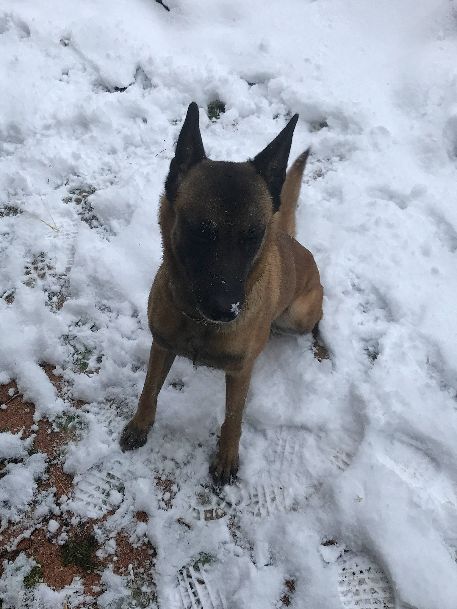 Luna participe au concours pour gagner de l'argent avec cette photo : bulldog, canidae, carnivore, companion_dog, dog, dog_breed, fawn, freezing, fur, liver, puppy, snout, snow, sporting_group, tail, terrestrial_animal, toy_dog, whiskers, winter, working_animal