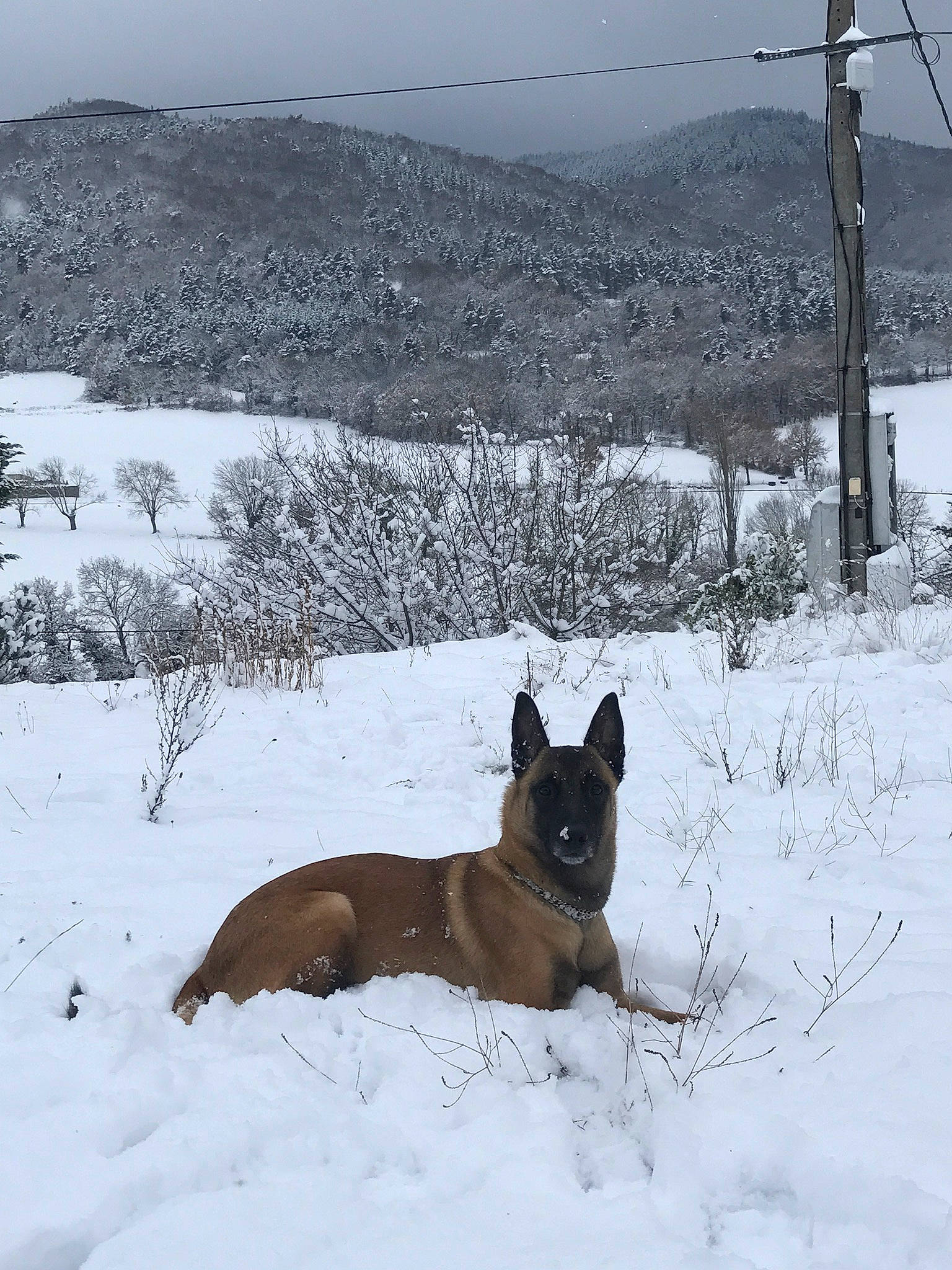 Luna a rejoint le concours — aidez-le/la à gagner de superbes lots ! canidae, carnivore, companion_dog, dog, dog_breed, dog_supply, fawn, freezing, landscape, mountain, plant, precipitation, sky, slope, snout, snow, sporting_group, winter, working_animal, working_dog