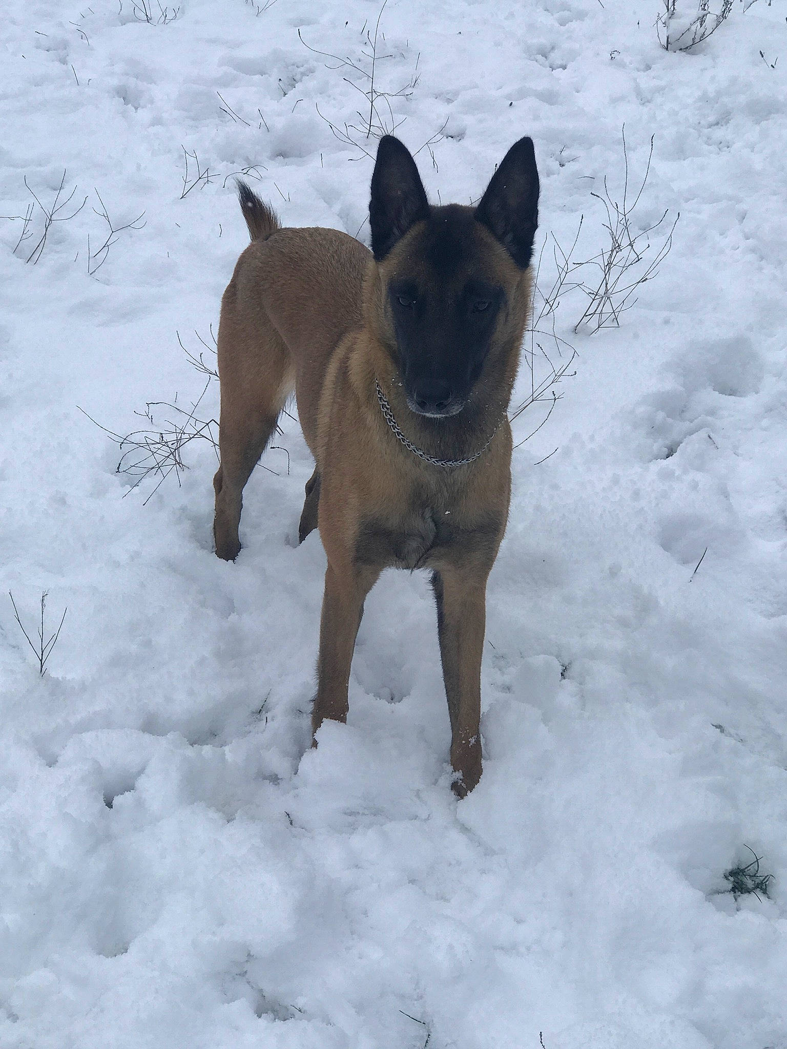 Luna participe au concours pour gagner de l'argent avec cette photo : ancient_dog_breeds, canidae, carnivore, collar, companion_dog, dog, dog_breed, dog_supply, fawn, freezing, pet_supply, precipitation, snout, snow, sporting_group, tail, terrestrial_animal, wildlife, winter, working_animal