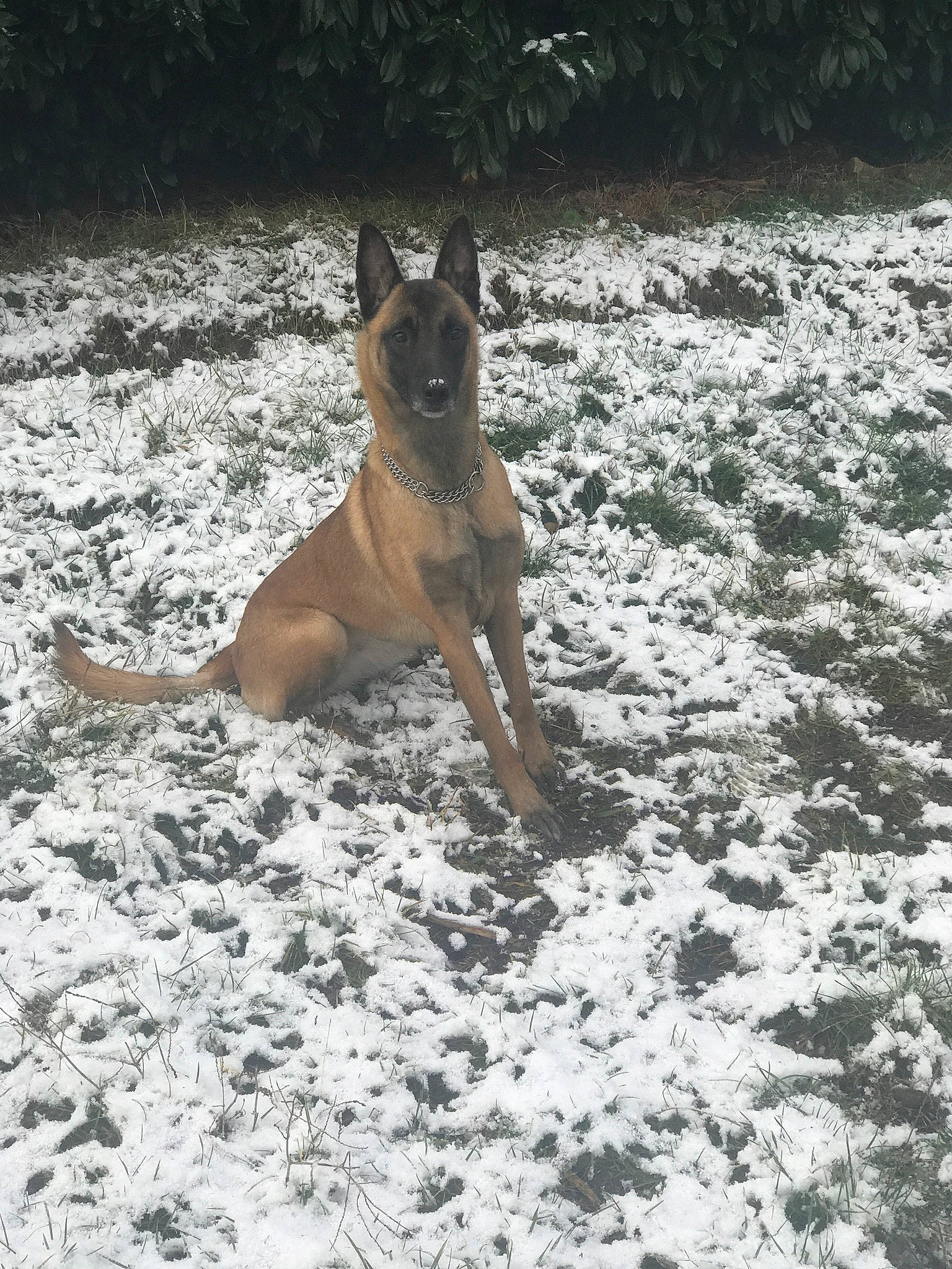 Luna participe au concours pour gagner de l'argent avec cette photo : australian_cattle_dog, boston_terrier, canidae, carnivore, companion_dog, dog, dog_breed, fawn, freezing, grass, guard_dog, landscape, plant, snow, sporting_group, street_dog, tail, winter, working_animal, working_dog