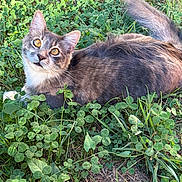 Mushu joined the competition — help win amazing prizes! cat, long_hair, fluffy, gray_fur, white_chest, golden_eyes, whiskers, ears, tail, animal, pet, outdoor, grass, clover, garden, nature, lying_down, portrait, close_up, alert