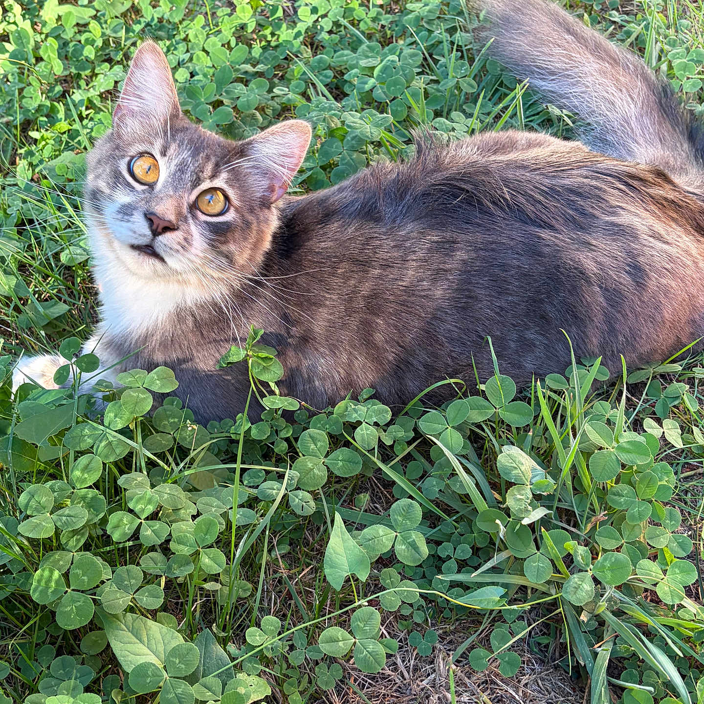 Mushu joined the competition — help win amazing prizes! cat, long_hair, fluffy, gray_fur, white_chest, golden_eyes, whiskers, ears, tail, animal, pet, outdoor, grass, clover, garden, nature, lying_down, portrait, close_up, alert