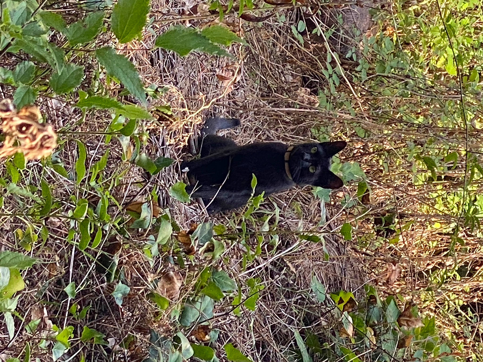 Anubis participe au concours pour gagner de l'argent avec cette photo : carnivore, cat, felidae, flowering_plant, fur, grass, groundcover, herb, herbaceous_plant, plant, shadow, shrub, small_to_medium_sized_cats, soil, subshrub, tail, terrestrial_animal, tints_and_shades, tree, twig