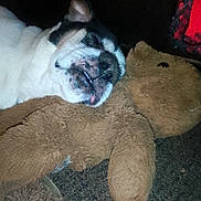 Bender is registered to the contest to win money with this photo: dog, sleeping, teddy_bear, stuffed_animal, cozy, pet, animal, tongue_out, cute, resting, indoor, fur, snuggled, carpet, brown, white, black, closeup, companion, relaxed
