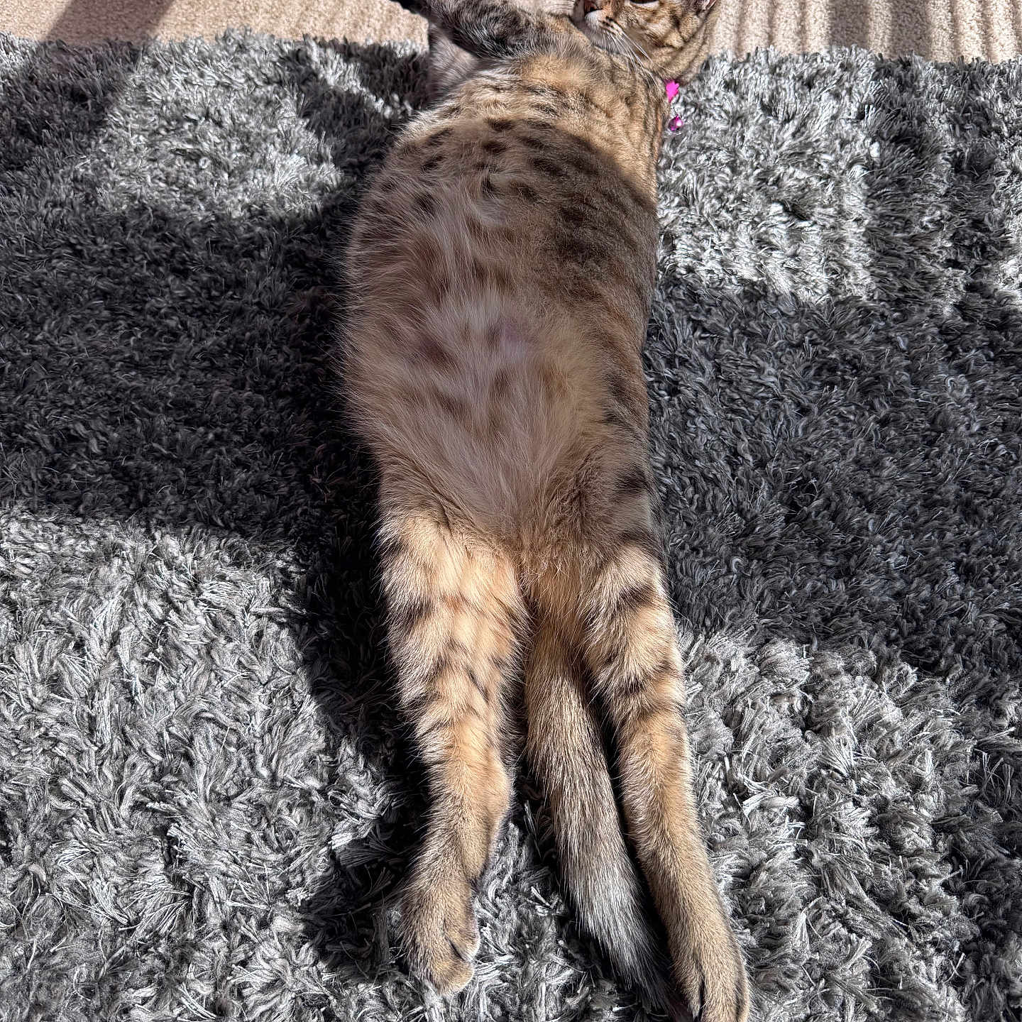 Coffee is registered to the contest to win money with this photo: cat, tabby_cat, feline, pet, indoor, sunlight, shadow, carpet, rug, relaxed, stretching, fur, spotted, animal, whiskers, ears, tail, home, cozy, resting