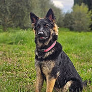 Jessy a rejoint le concours — aidez-le/la à gagner de superbes lots ! dog, german_shepherd, outdoor, grass, greenery, nature, pet, canine, animal, collar, fur, ears, sitting, portrait, field, sky, cloudy, tree, alert, muzzle