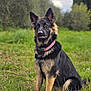 dog, german_shepherd, outdoor, grass, greenery, nature, pet, canine, animal, collar, fur, ears, sitting, portrait, field, sky, cloudy, tree, alert, muzzle