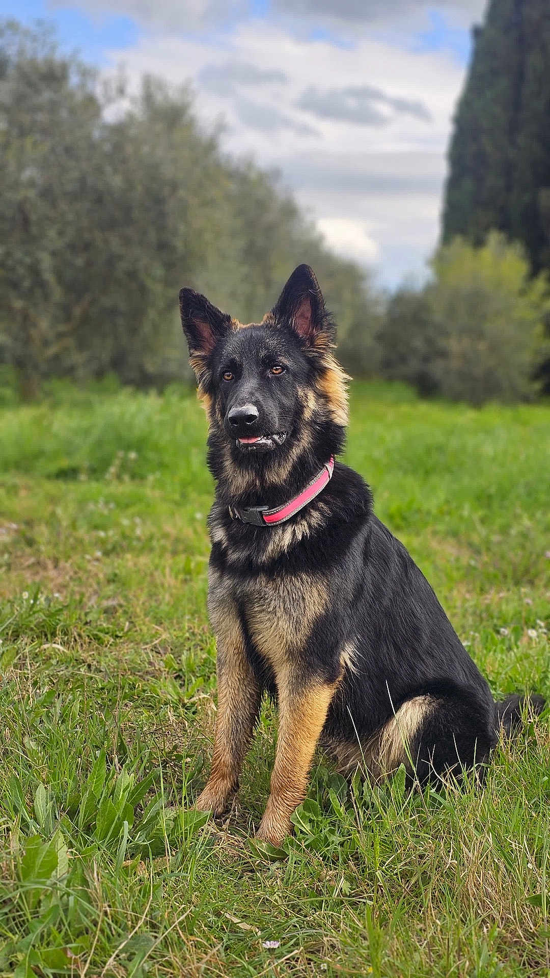 Jessy a rejoint le concours — aidez-le/la à gagner de superbes lots ! dog, german_shepherd, outdoor, grass, greenery, nature, pet, canine, animal, collar, fur, ears, sitting, portrait, field, sky, cloudy, tree, alert, muzzle