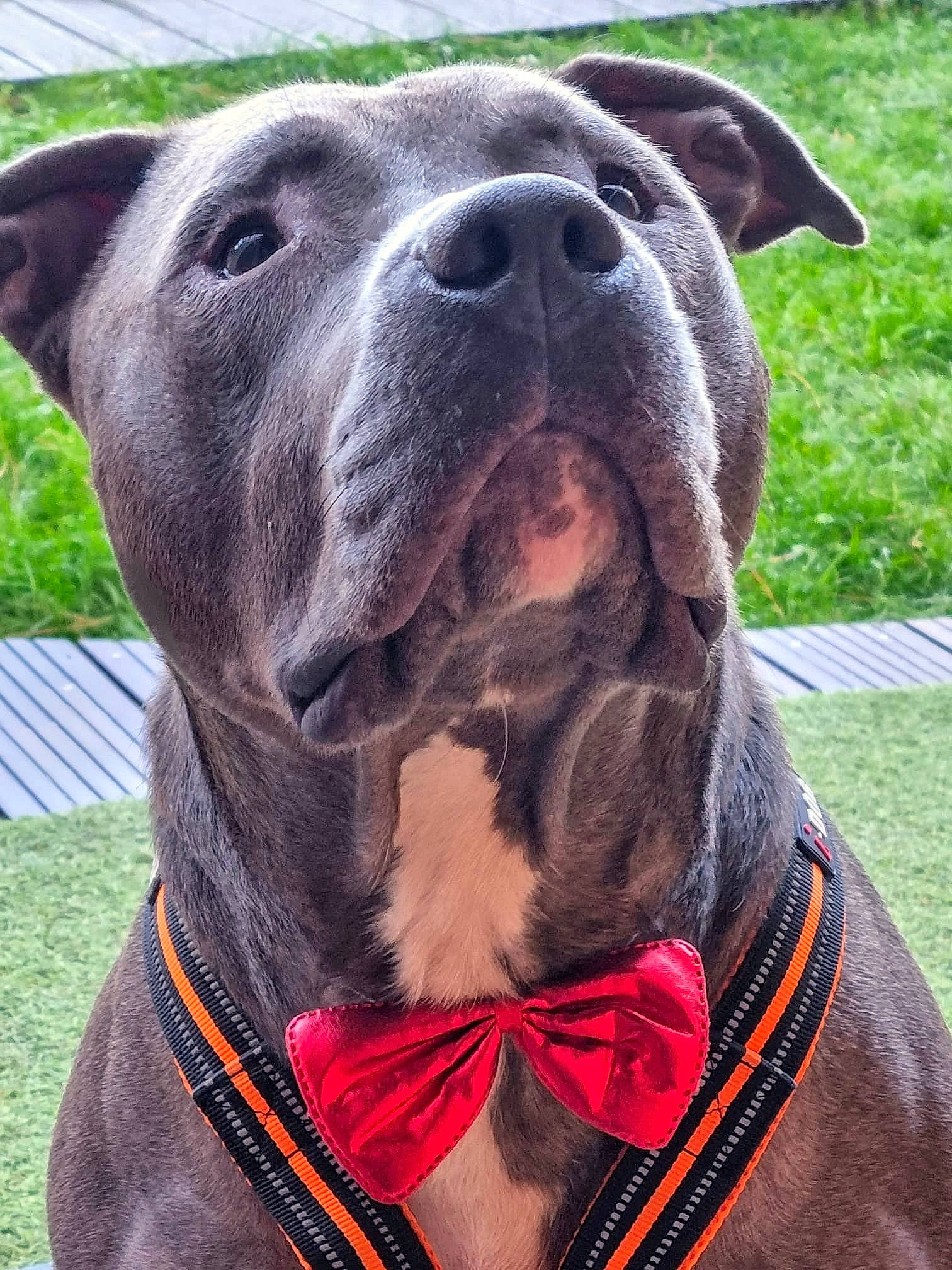 Billy participe au concours pour gagner de l'argent avec cette photo : canidae, carnivore, collar, companion_dog, dog, dog_breed, dog_collar, dog_supply, eye, fawn, grass, guard_dog, liver, pet_supply, snout, sporting_group, terrestrial_animal, whiskers, working_animal, working_dog