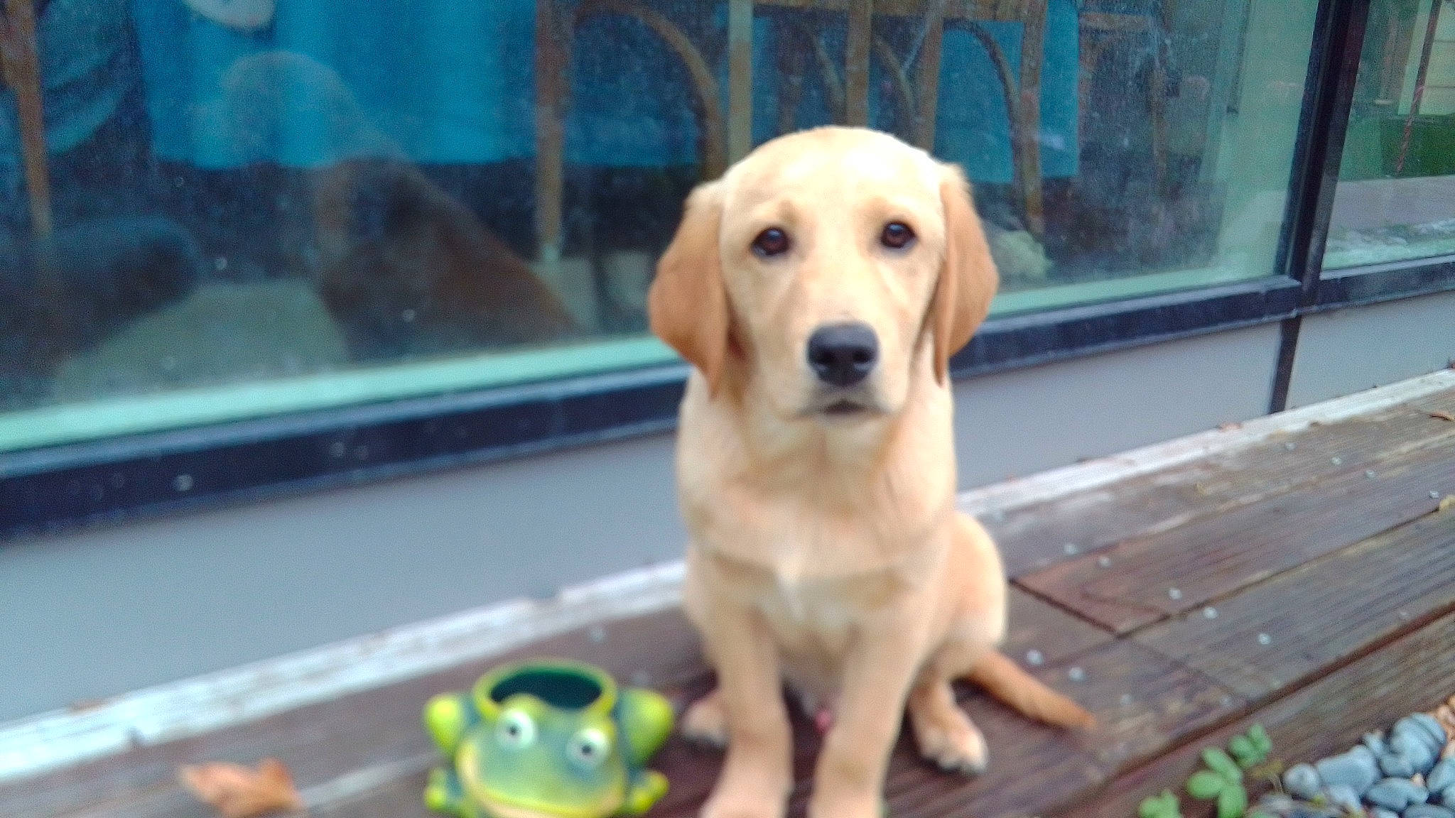 Denis participe au concours pour gagner de l'argent avec cette photo : amphibian, canidae, carnivore, companion_dog, dog, dog_breed, dog_supply, fawn, flooring, fur, paw, pet_supply, service, snout, sporting_group, tail, terrestrial_animal, toy, whiskers, working_animal