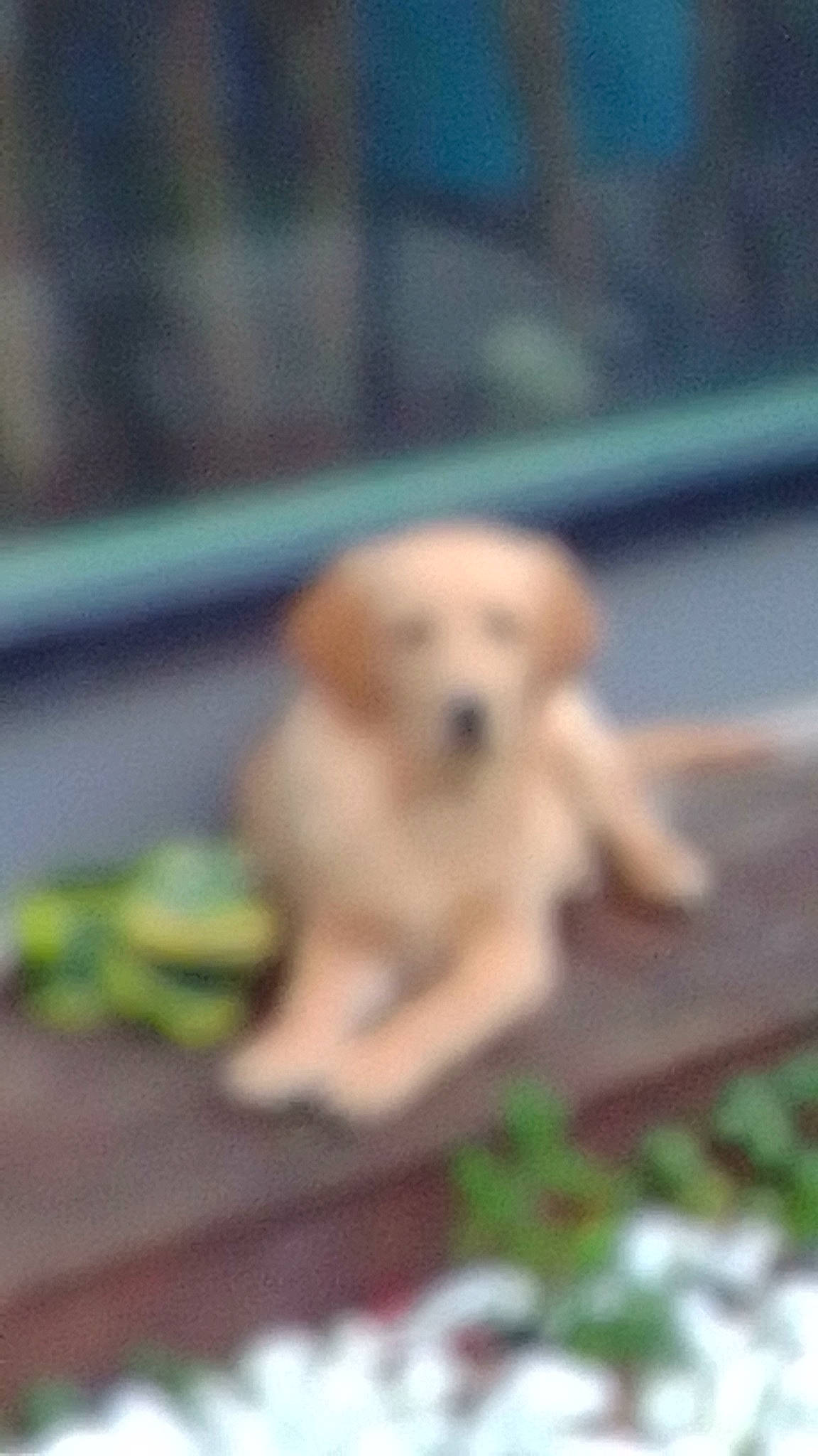 Denis a rejoint le concours — aidez-le/la à gagner de superbes lots ! canidae, carnivore, companion_dog, dog, dog_breed, fawn, fur, grass, non_sporting_group, paw, pet_supply, retriever, snout, sporting_group, tail, terrestrial_animal, toy_dog, wildlife, wood, working_animal