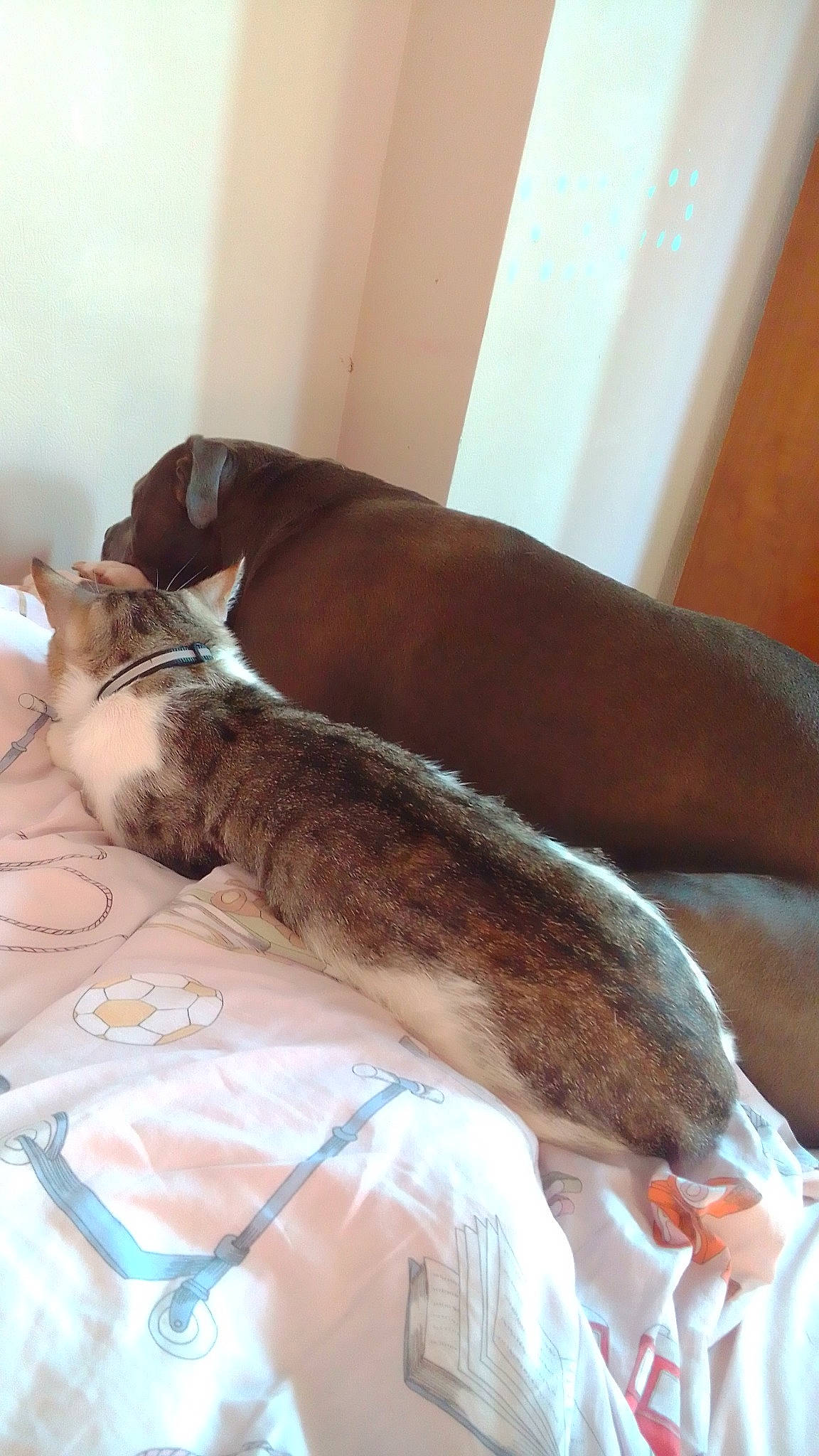 Mickey a rejoint le concours — aidez-le/la à gagner de superbes lots ! canidae, carnivore, cat, comfort, companion_dog, couch, dog_breed, domestic_short_haired_cat, fawn, felidae, flooring, fur, hardwood, linens, nap, small_to_medium_sized_cats, sporting_group, tail, whiskers, wood