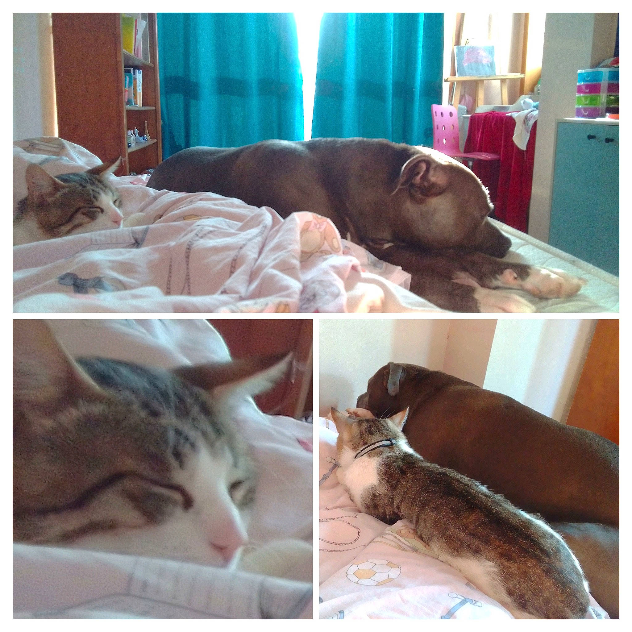 Mickey participe au concours pour gagner de l'argent avec cette photo : carnivore, cat, comfort, companion_dog, dog, dog_breed, domestic_short_haired_cat, fawn, felidae, fur, linens, liver, mammal, photograph, small_to_medium_sized_cats, snapshot, tail, vertebrate, whiskers, working_animal