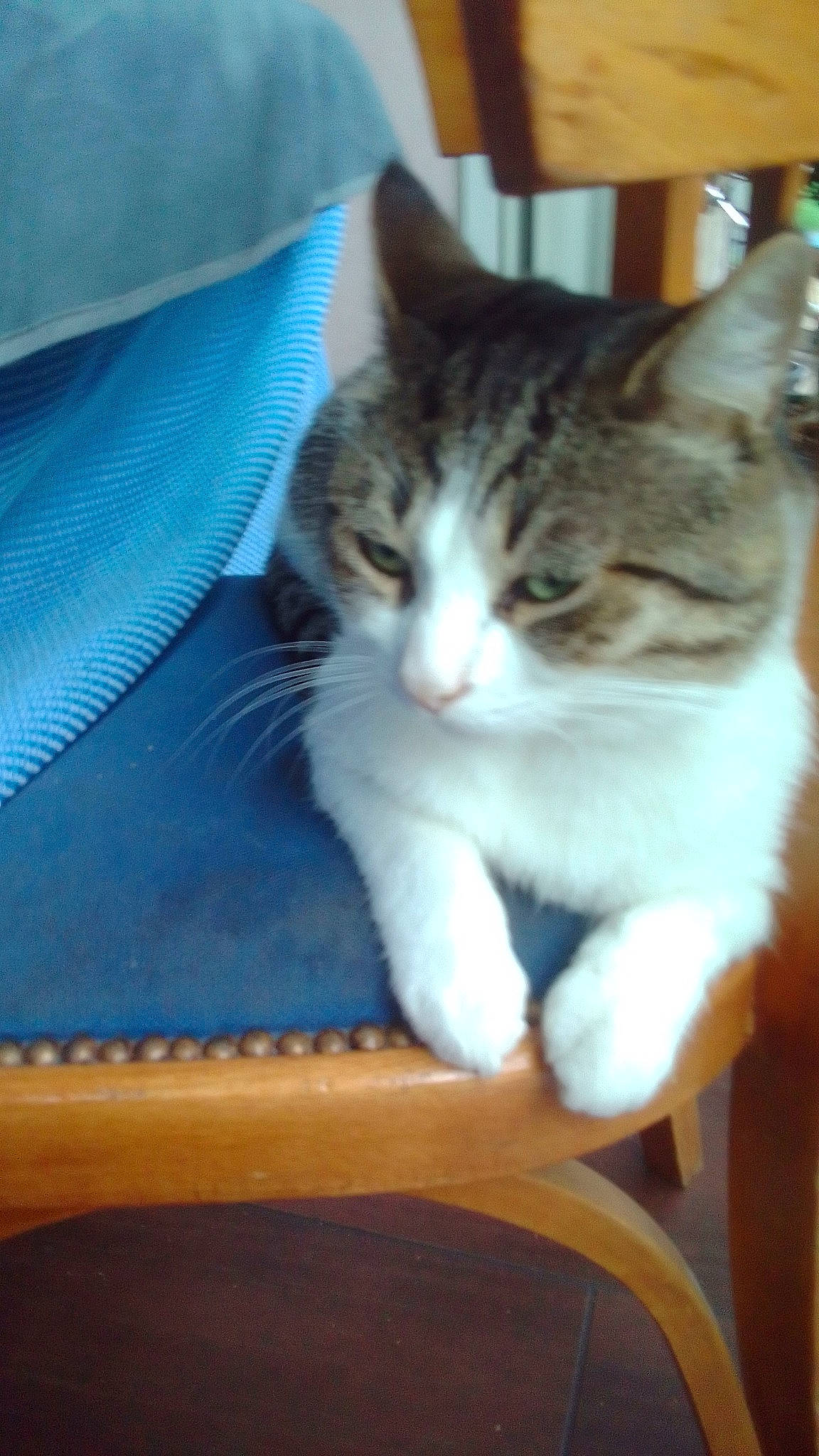 Mickey participe au concours pour gagner de l'argent avec cette photo : box, carnivore, cat, cat_supply, chair, claw, comfort, domestic_short_haired_cat, felidae, fur, hardwood, paw, sitting, small_to_medium_sized_cats, snout, tail, whiskers, wood