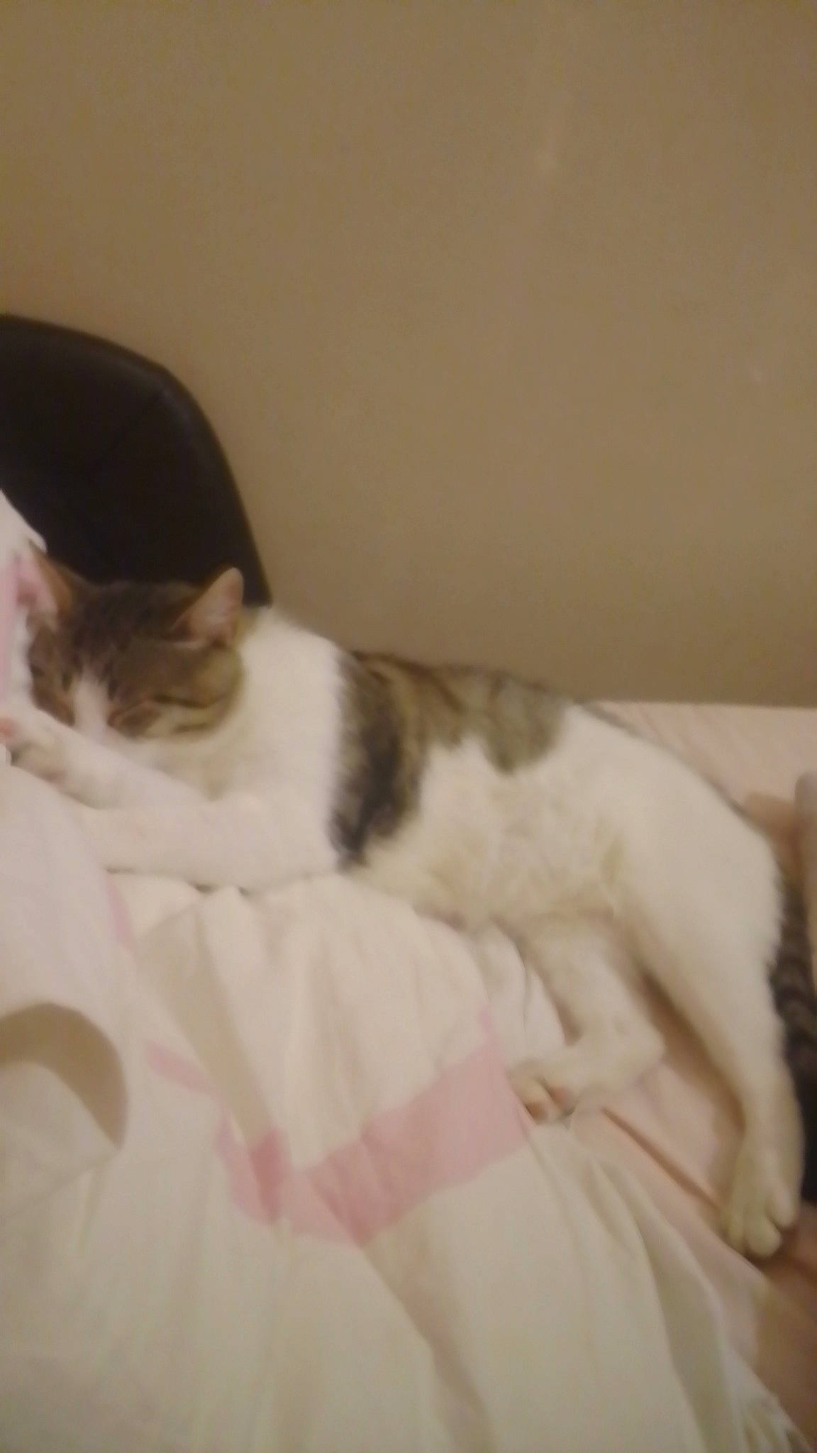 Mickey participe au concours pour gagner de l'argent avec cette photo : canidae, carnivore, cat, comfort, domestic_short_haired_cat, eye, felidae, fur, head, human_leg, linens, nap, paw, room, sleep, small_to_medium_sized_cats, snout, tail, whiskers