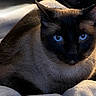cat, siamese_cat, blue_eyes, pet, animal, feline, fur, whiskers, ears, close_up, indoor, blanket, cozy, resting, looking, face, mammal, cute, domestic_animal, soft_light