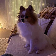 Uno participe au concours pour gagner de l'argent avec cette photo : dog, pomeranian, pet, indoor, couch, blanket, pillow, fairy_lights, cozy, furniture, living_room, fur, small_dog, seated, domestic_animal, soft_lighting, decor, relaxing, home, cute