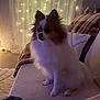 dog, pomeranian, pet, indoor, couch, blanket, pillow, fairy_lights, cozy, furniture, living_room, fur, small_dog, seated, domestic_animal, soft_lighting, decor, relaxing, home, cute