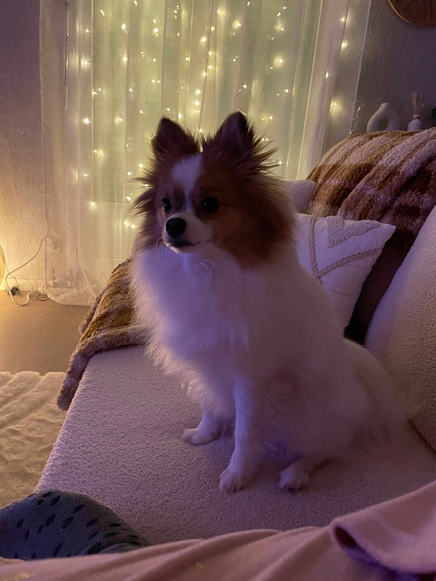 Uno participe au concours pour gagner de l'argent avec cette photo : dog, pomeranian, pet, indoor, couch, blanket, pillow, fairy_lights, cozy, furniture, living_room, fur, small_dog, seated, domestic_animal, soft_lighting, decor, relaxing, home, cute