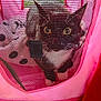 cat, black_and_white_cat, pet_stroller, mesh, pink, outdoor, animal, pet, curious, eyes, face, feline, closeup, fabric, wheel, ground, enclosure, resting, domestic_animal, container