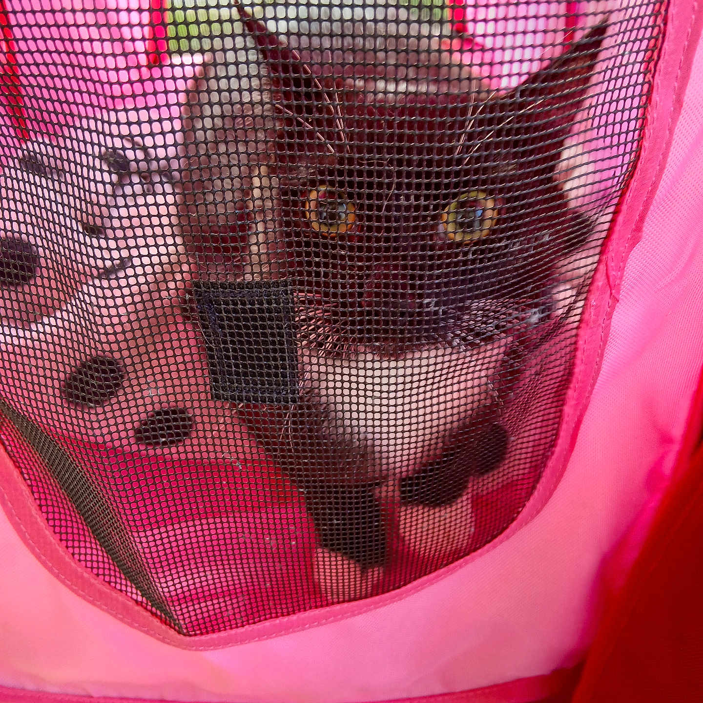 Tommie is registered to the contest to win money with this photo: animal, black_and_white_cat, cat, closeup, container, curious, domestic_animal, enclosure, eyes, fabric, face, feline, ground, mesh, outdoor, pet, pet_stroller, pink, resting, wheel