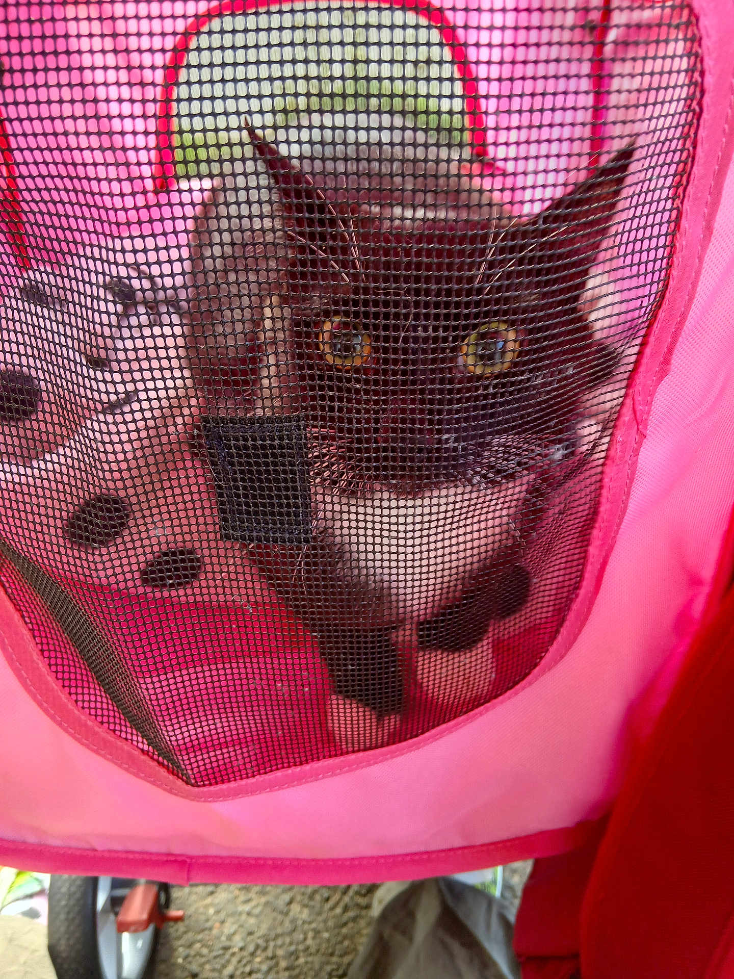 Tommie is registered to the contest to win money with this photo: cat, black_and_white_cat, pet_stroller, mesh, pink, outdoor, animal, pet, curious, eyes, face, feline, closeup, fabric, wheel, ground, enclosure, resting, domestic_animal, container