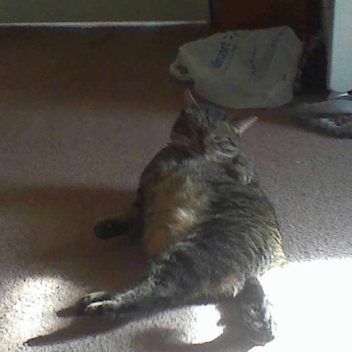 Meatball joined the competition — help win amazing prizes!