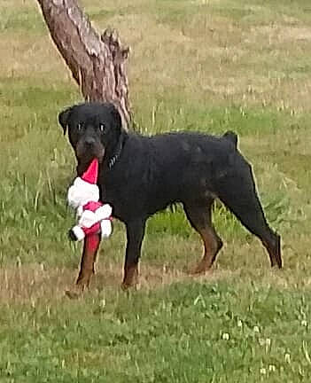 Nativa joined the competition — help win amazing prizes! black, carnivore, companion_dog, dog, dog_breed, ecoregion, field, grass, grass_family, grassland, mammal, meadow, natural_environment, nature, pasture, plain, snout, sporting_group, vertebrate, working_animal