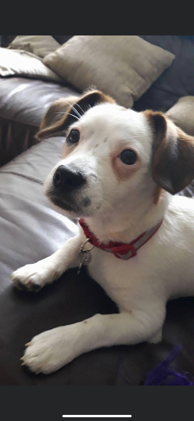 Koopa is registered to the contest to win money with this photo: canidae, carnivore, collar, comfort, companion_dog, couch, dog, dog_breed, dog_collar, ear, fawn, fur, non_sporting_group, pet_supply, sleeper_chair, snout, sporting_group, whiskers, working_animal