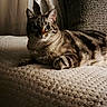 Nala participe au concours pour gagner de l'argent avec cette photo : animal, blanket, cat, couch, cozy, curtain, feline, fur, home, indoor, mammal, pet, pillow, relaxed, resting, soft_lighting, striped, tabby_cat, texture, whiskers