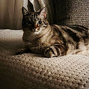 Nala participe au concours pour gagner de l'argent avec cette photo : animal, blanket, cat, couch, cozy, cute, domestic, ears, feline, fur, indoor, pet, portrait, relaxing, resting, shadow, soft, tabby, texture, whiskers