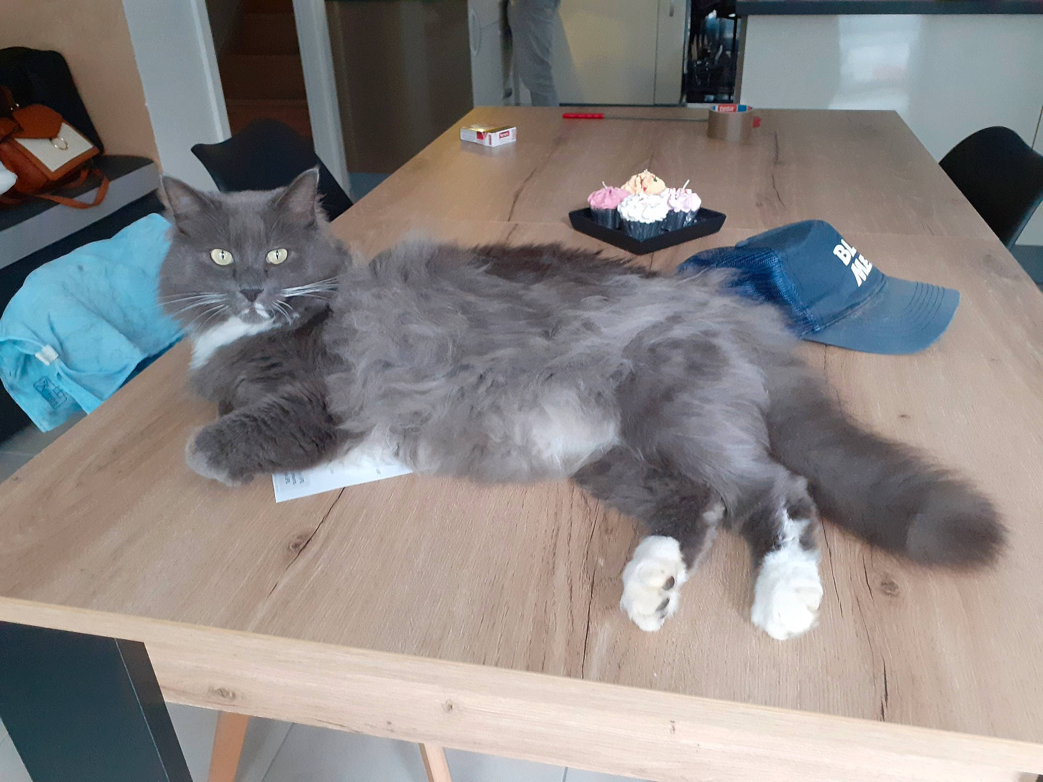 Guizmo participe au concours pour gagner de l'argent avec cette photo : british_longhair, carnivore, cat, chair, comfort, domestic_short_haired_cat, felidae, flooring, fur, furniture, grey, hardwood, mammal, paw, small_to_medium_sized_cats, table, tail, vertebrate, whiskers, wood