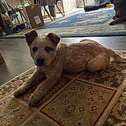 Toby is registered to the contest to win money with this photo: animal, blanket, carpet, chair, cozy, crate, curious, dog, door, floor, furniture, home, indoor, natural_light, pet, puppy, resting, rug, table, wood_floor