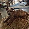animal, blanket, carpet, chair, cozy, crate, curious, dog, door, floor, furniture, home, indoor, natural_light, pet, puppy, resting, rug, table, wood_floor