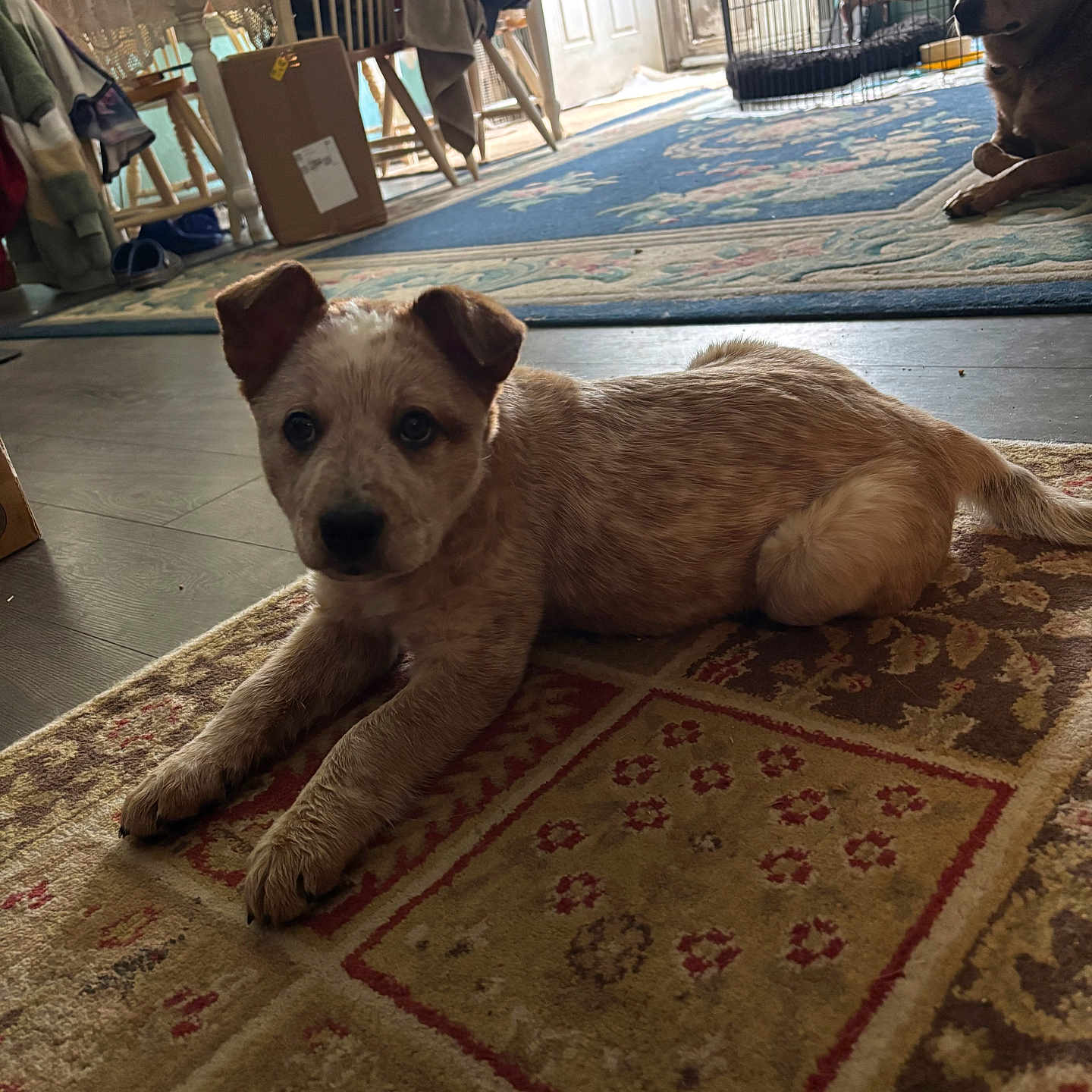 Toby