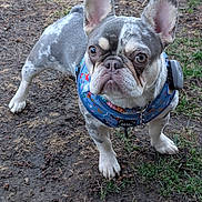 Nellie Bean joined the competition — help win amazing prizes! dog, french_bulldog, bulldog, pet, outdoor, grass, dirt, mud, blue_harness, collar, chain, short_muzzle, wrinkled_face, big_ears, paws, staring, portrait, spotted_coat, white_and_grey_coat, close_up