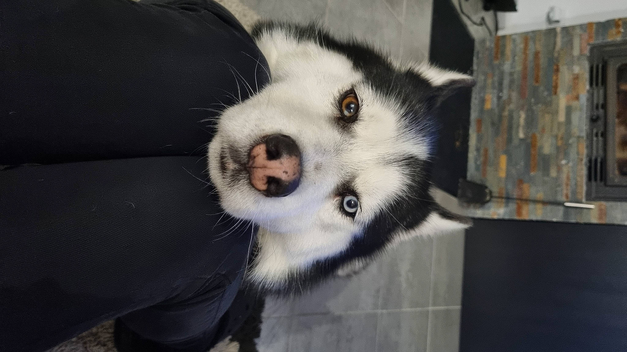 Milka a rejoint le concours — aidez-le/la à gagner de superbes lots ! canidae, canis, carnivore, companion_dog, dog, dog_breed, fur, non_sporting_group, sled_dog, sporting_group, terrestrial_animal, whiskers, working_animal, working_dog