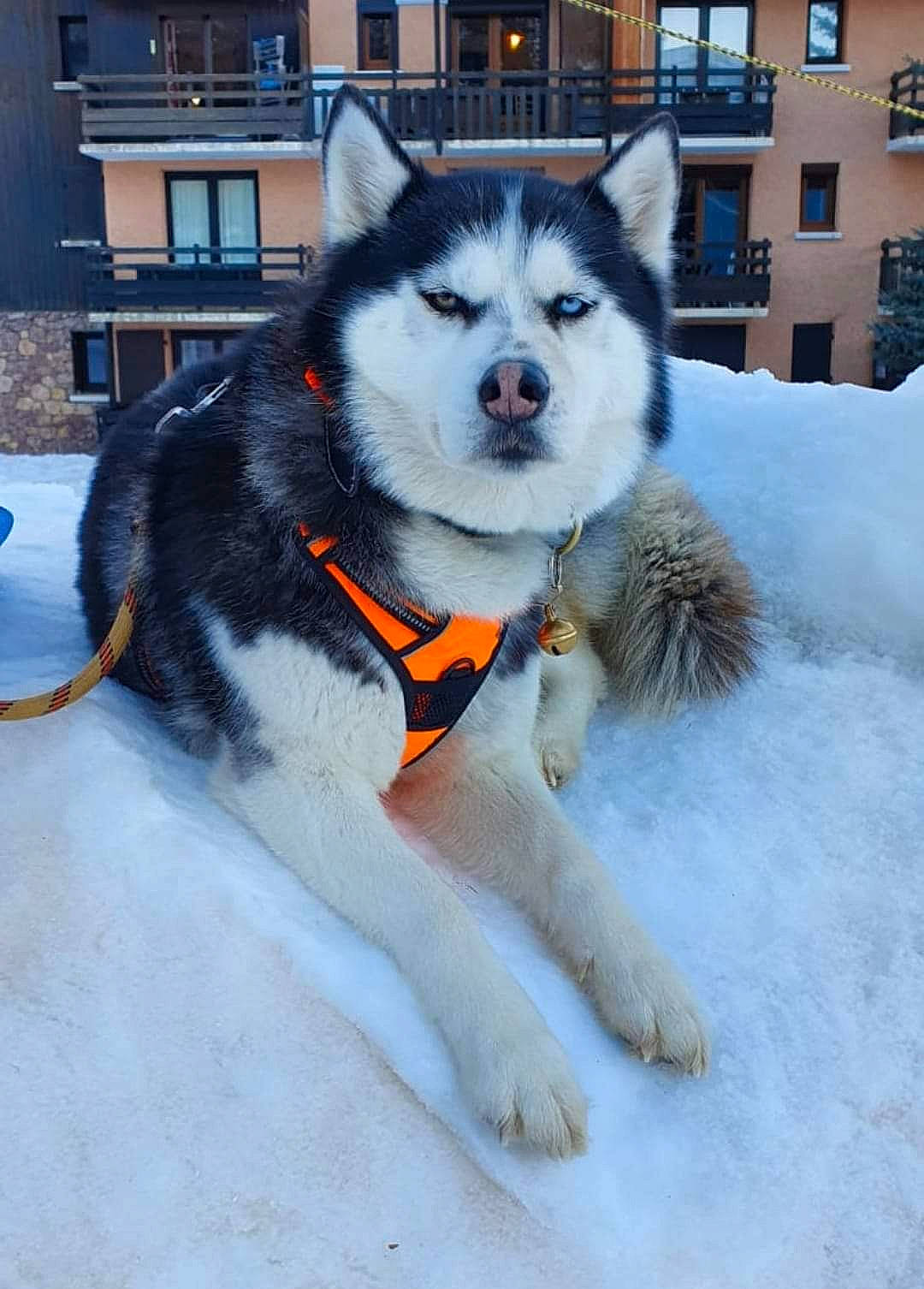 Milka participe au concours pour gagner de l'argent avec cette photo : canidae, canis, carnivore, collar, companion_dog, dog, dog_breed, fur, recreation, siberian_husky, sled_dog, snout, snow, sporting_group, tail, tree, window, winter, working_animal, working_dog