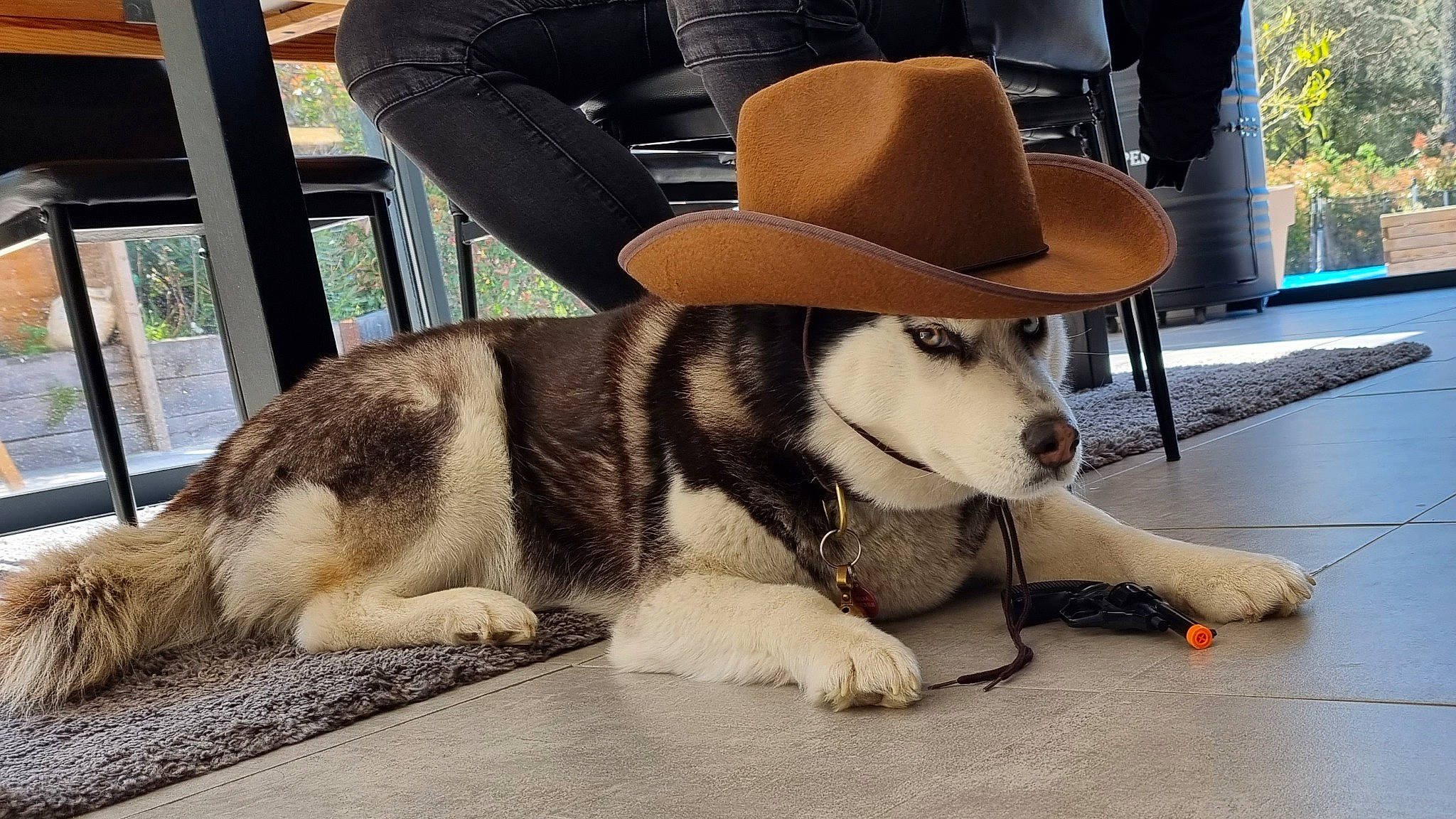 Milka participe au concours pour gagner de l'argent avec cette photo : canidae, carnivore, comfort, companion_dog, dog, dog_breed, dog_collar, fashion_accessory, fawn, fedora, flooring, fur, hat, paw, siberian_husky, sitting, sled_dog, sporting_group, sun_hat, working_animal