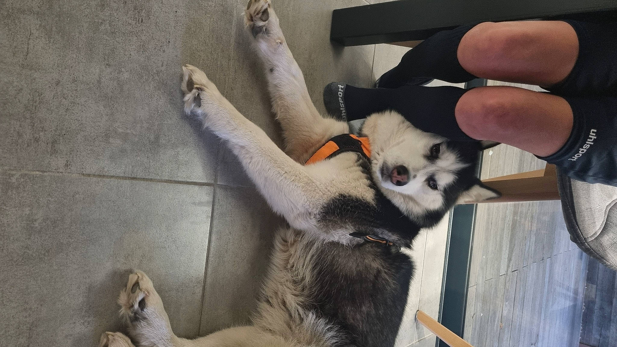 Milka participe au concours pour gagner de l'argent avec cette photo : canidae, carnivore, claw, comfort, companion_dog, dog_breed, fawn, felidae, fur, gesture, hand, lemur, paw, primate, snout, sporting_group, tail, terrestrial_animal, whiskers, wood