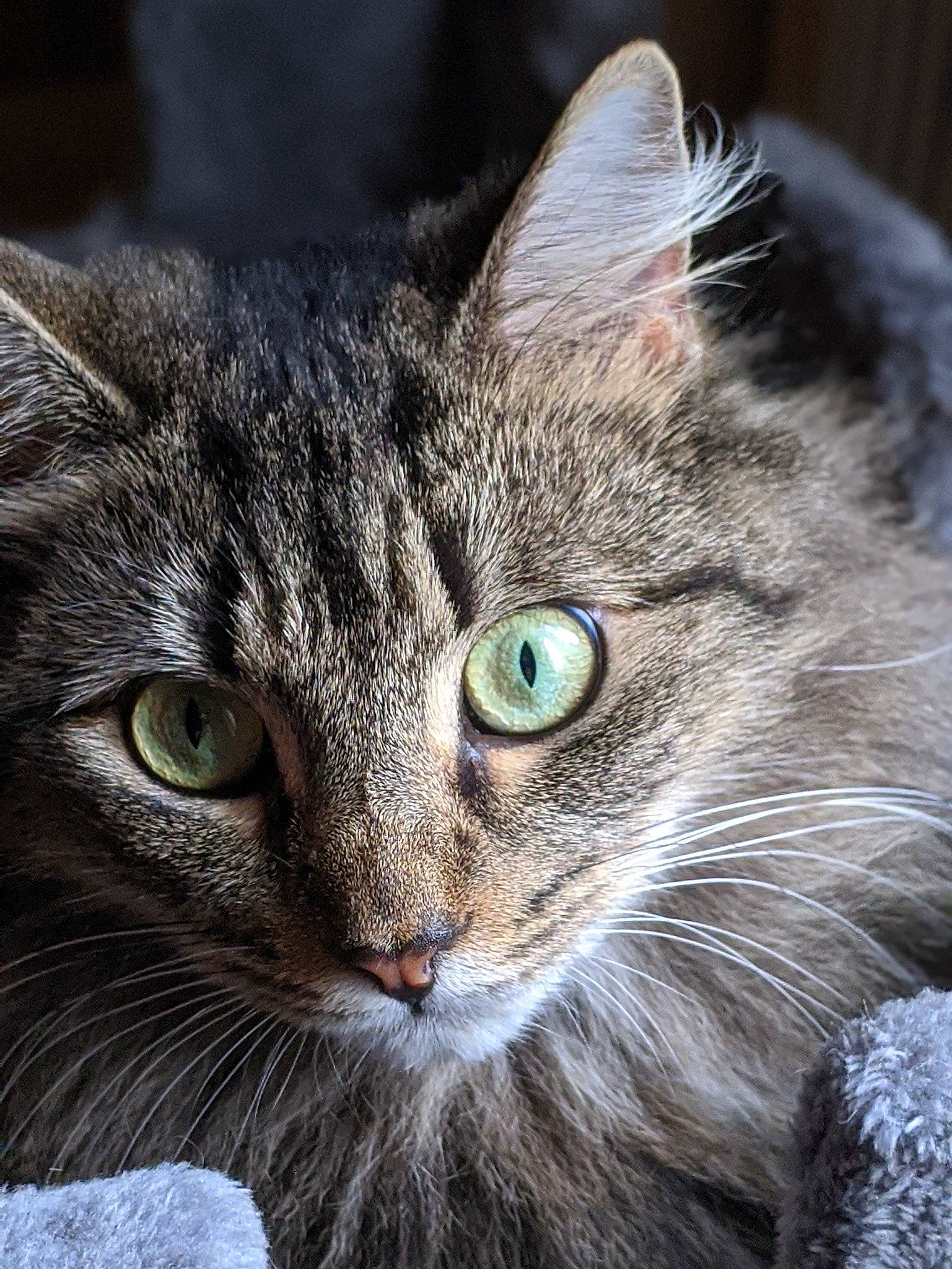 Binky is registered to the contest to win money with this photo: carnivore, cat, close_up, curious, domestic_short_haired_cat, felidae, fur, grey, iris, small_to_medium_sized_cats, snout, vertebrate, whiskers