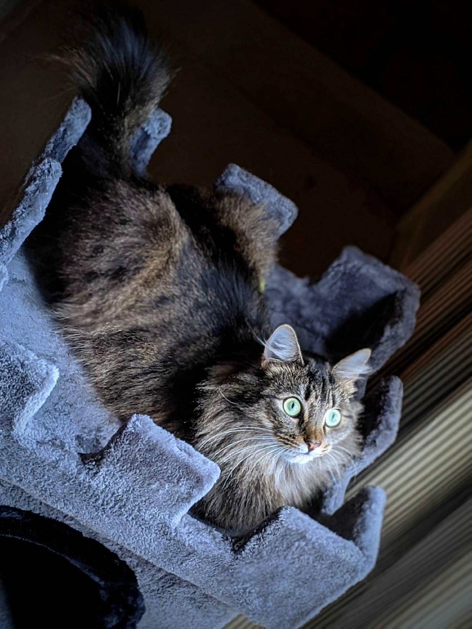 Binky is registered to the contest to win money with this photo: carnivore, cat, domestic_short_haired_cat, felidae, fur, grey, pet_supply, small_to_medium_sized_cats, snout, tail, terrestrial_animal, vertebrate, whiskers