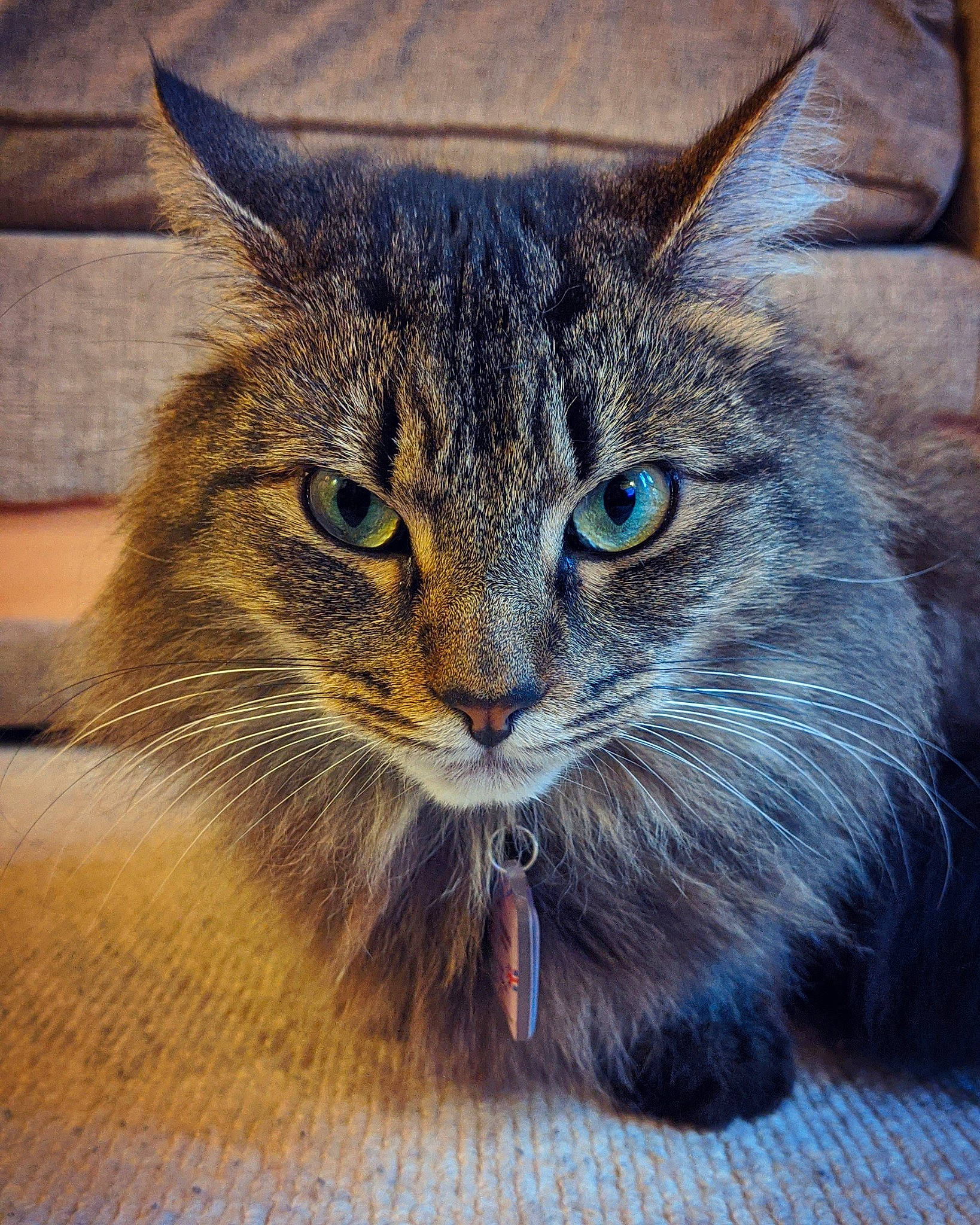 Binky joined the competition — help win amazing prizes! carnivore, cat, claw, domestic_long_haired_cat, felidae, fur, iris, mammal, small_to_medium_sized_cats, snout, terrestrial_animal, tongue, vertebrate, whiskers
